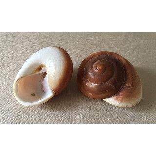 Rhyssota Geant 7/9cm lot de 25
