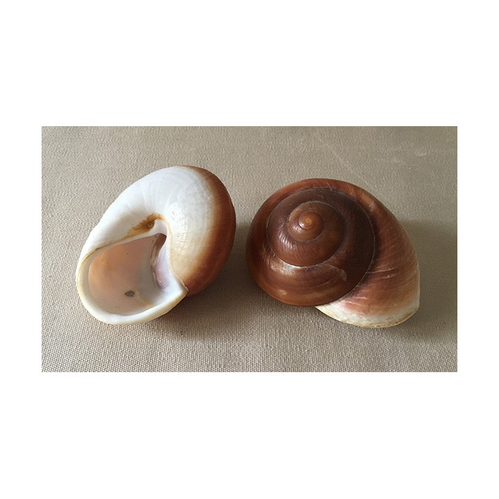 Rhyssota Geant 7/9cm lot de 25