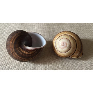 Landsnail 5/6cm lot de 6