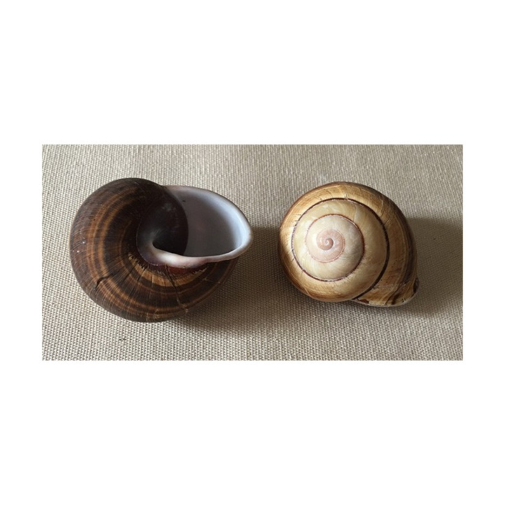 Landsnail 5/6cm lot de 6