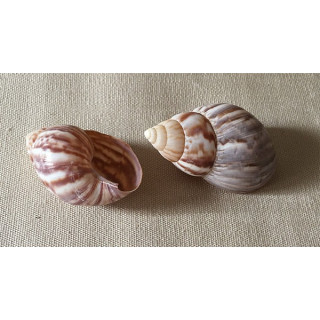 Fulica Violet 7/8cm par 25
