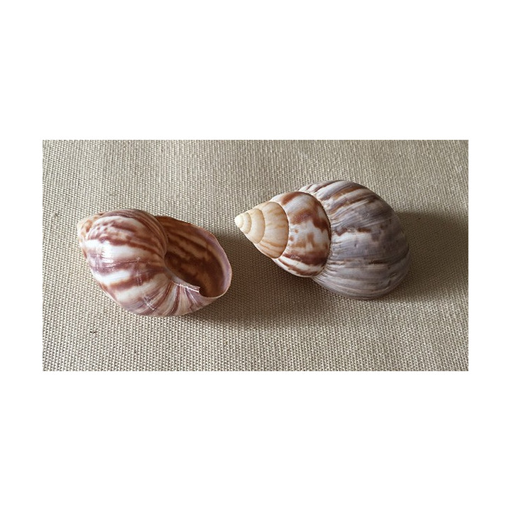 Fulica Violet 7/8cm par 25