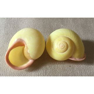 Festiva Jaune 35/40mm lot de 12