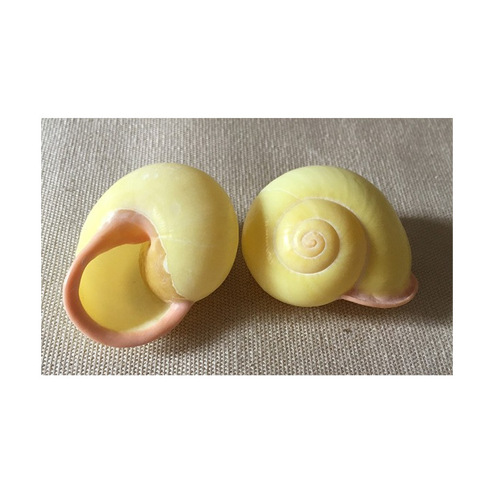 Festiva Jaune 35/40mm lot de 12