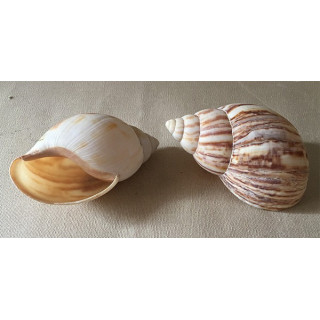 Terrestre Geant 11/12cm lot de 12