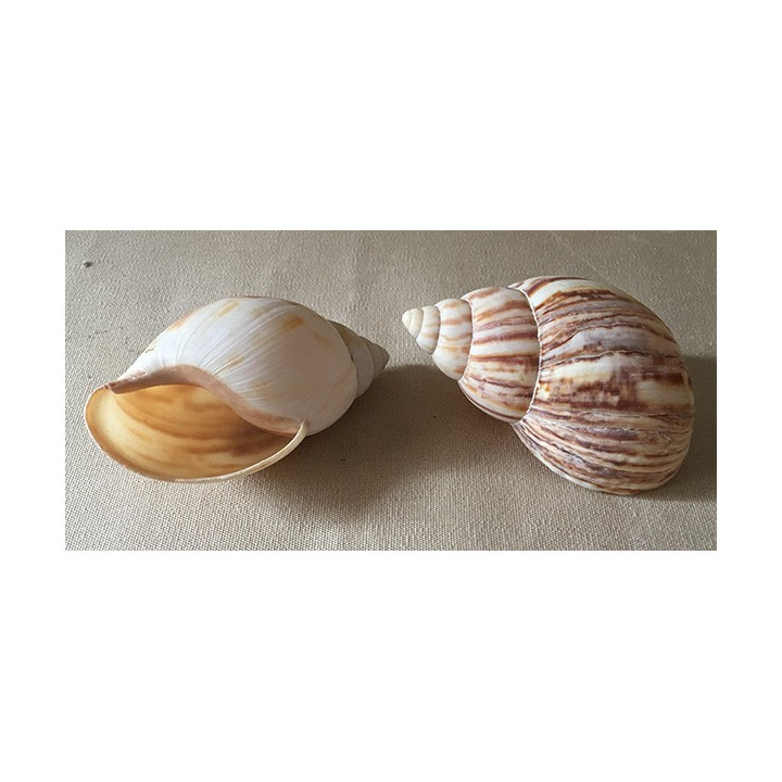 Terrestre Geant 11/12cm lot de 12