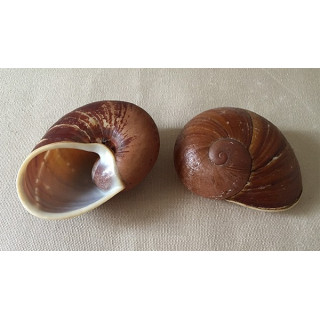 Terrestre Vessicalis Marron lot de 12