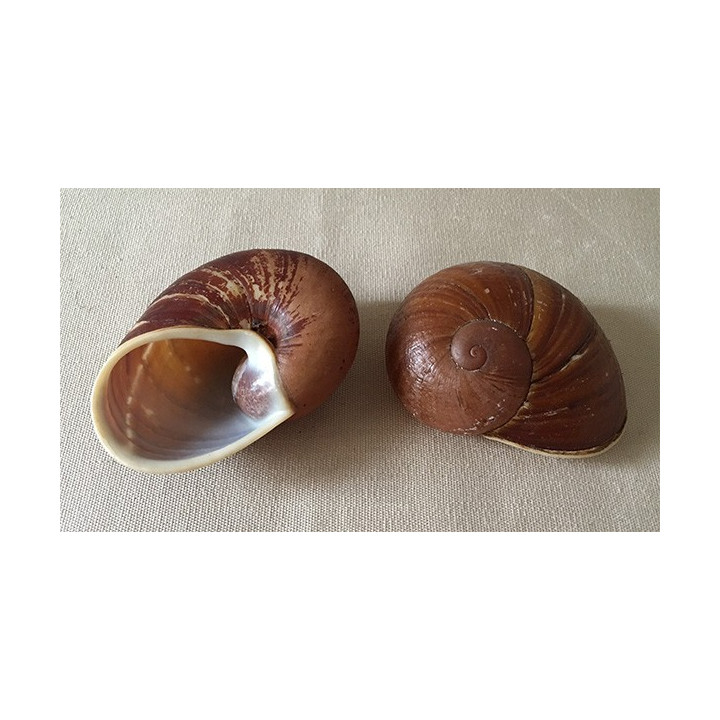 Terrestre Vessicalis Marron lot de 12