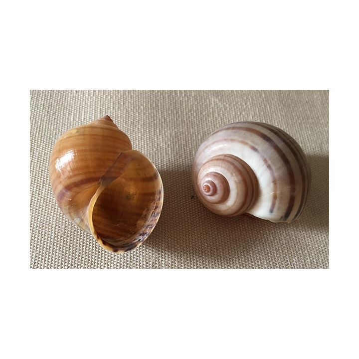 Terrestre Marron Rayé 35/40mm par lot de 12