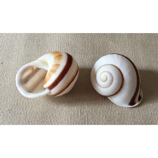 Terrestre Rayé 3/4cm lot de 12