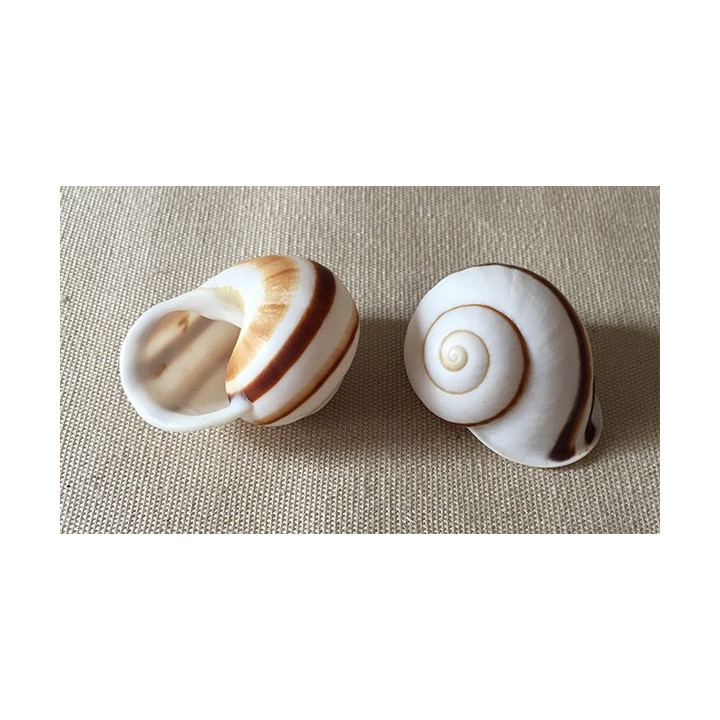 Terrestre Rayé 3/4cm lot de 12