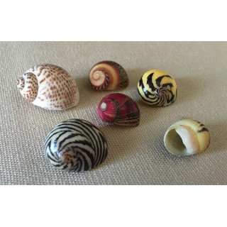 Nérite Commune Colorée 0.5/1cm set de 100 Pcs