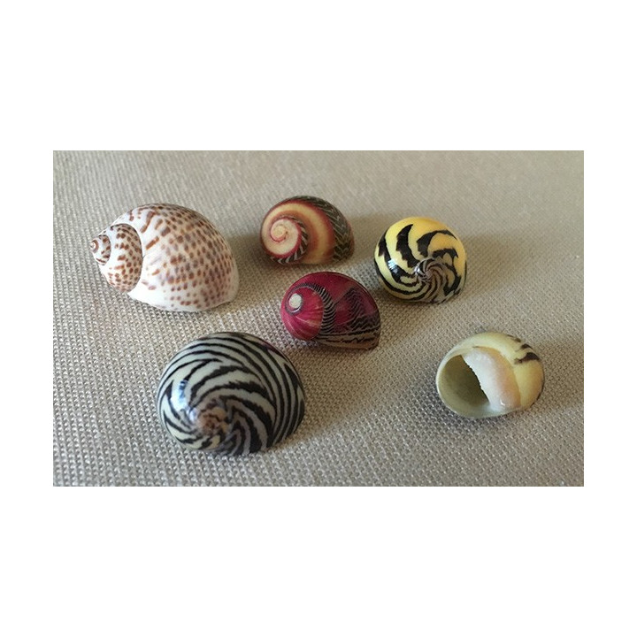 Nérite Commune Colorée 0.5/1cm set de 100 Pcs