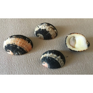 Nérite Chamaeleon avec opercule 2,5/3cm par 6