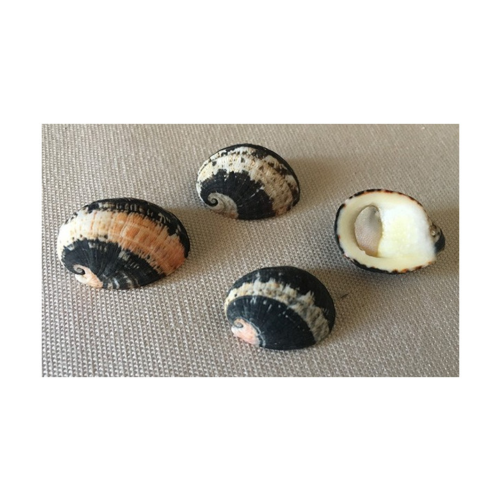 Nérite Chamaeleon with operculum 2.5/3cm by 6