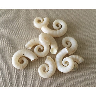 Spirula Spirula lot of 25