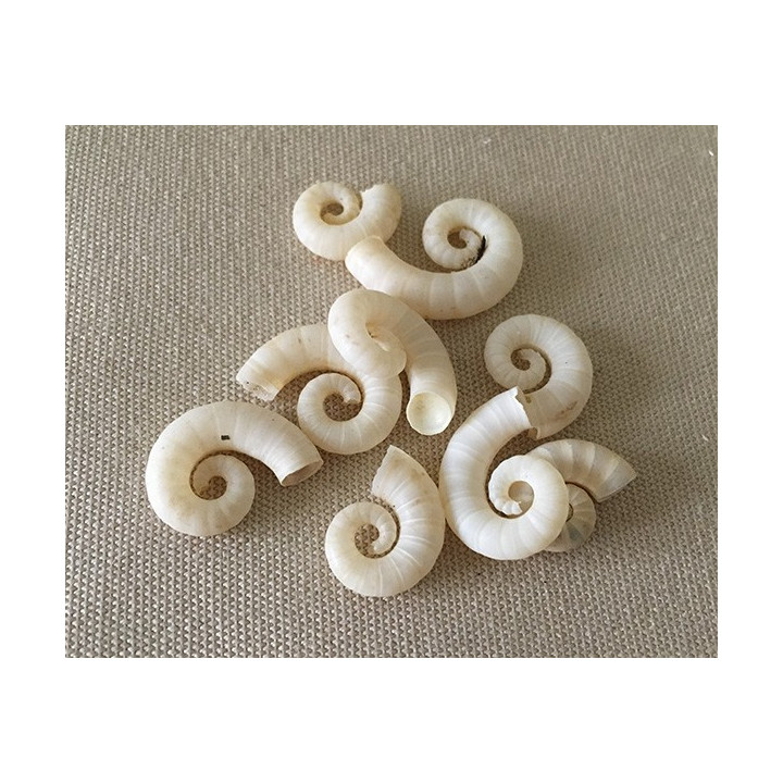 Spirula Spirula lot de 25