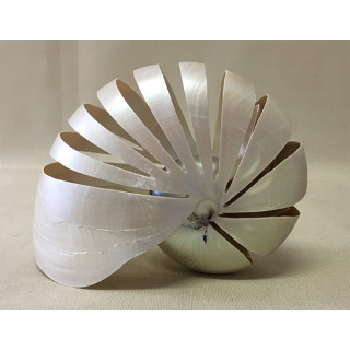 Cut pearly nautilus13/15cm lot of 1