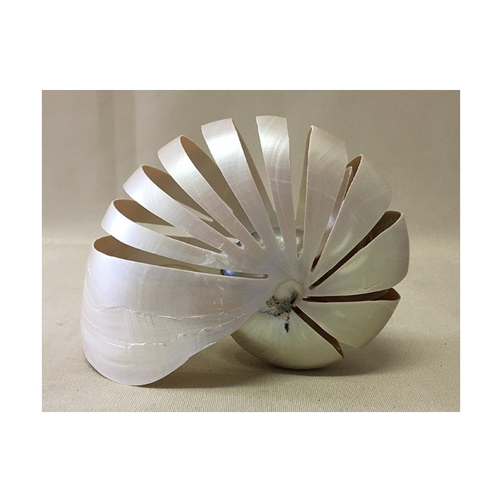 Cut pearly nautilus13/15cm lot of 1