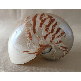 Natural seahorse engraved nautilus 12.5cm lot of 1