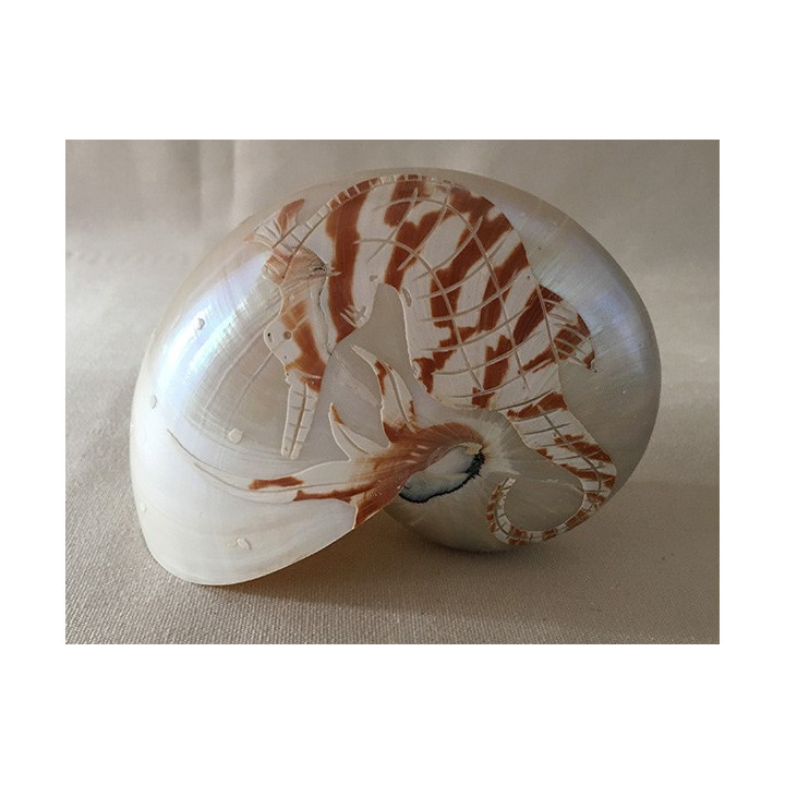Nautile Naturel 12.5cm Gravé Hippocampe lot de 1
