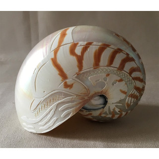 Natural dolphin engraved nautilus 12.5cm lot of 1