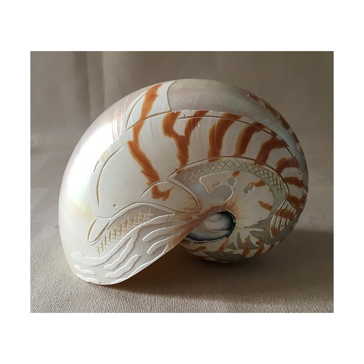 Nautile Naturel 12.5cm Gravé Dauphin lot de 1