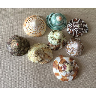 Resin Shell Bottom 3/4.5cm batch of 12