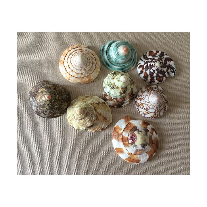 Rondelle Fond de Coquillage Résine 3/4.5cm lot de 12