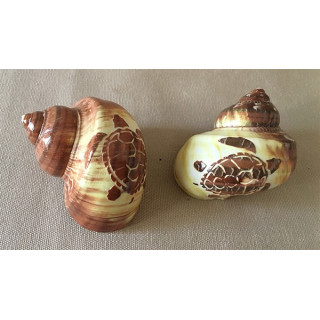 Engraved Turtle Turbo lot of 12