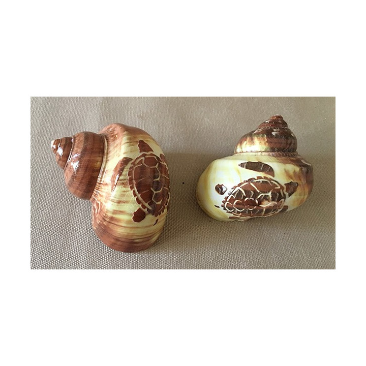 Tortue Gravée Turbo lot de 12
