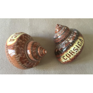 Turbo Petholatus "Corsica" lot de 25