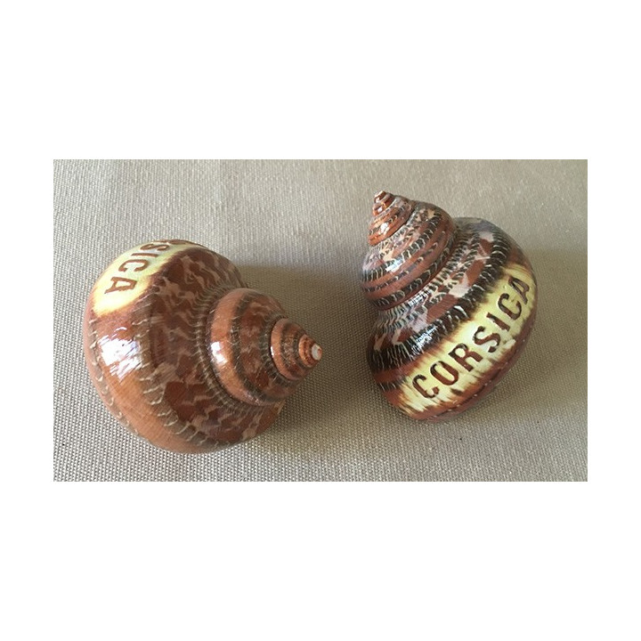 Turbo Petholatus "Corsica" lot of 25