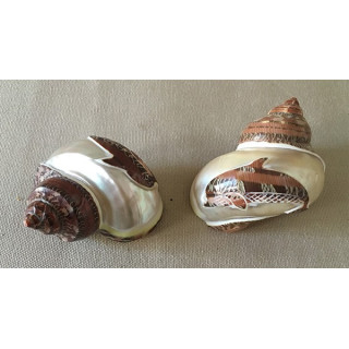 Turbo Petholatus Gravé Dauphin 7/8cm lot de 25