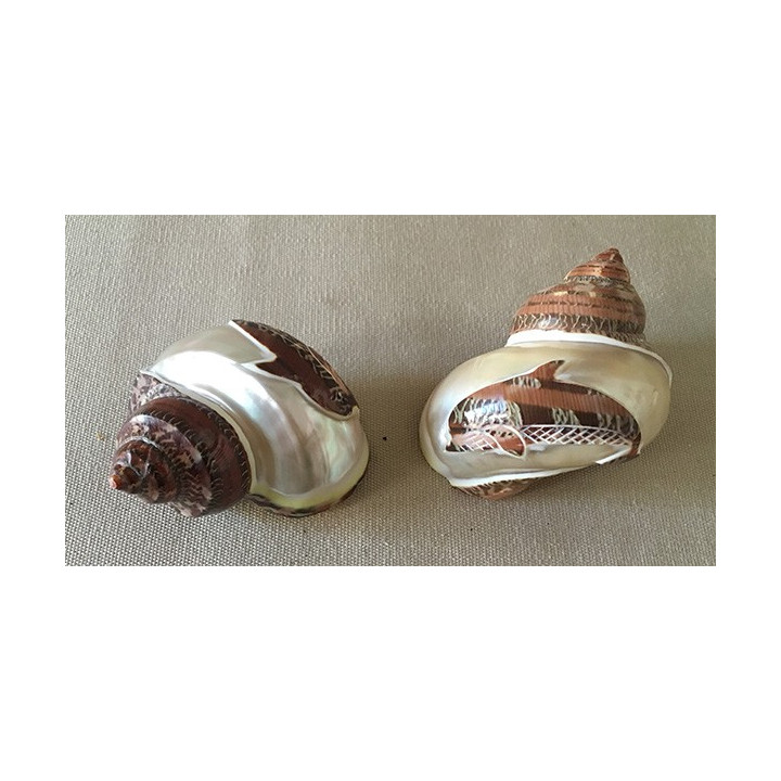 Turbo Petholatus Gravé Dauphin 7/8cm lot de 25