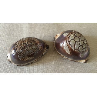 Engraved Turtle Arabica 6cm lot of 12