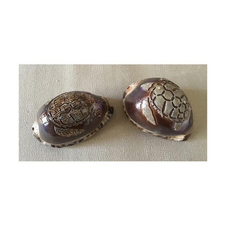 Engraved Turtle Arabica 6cm lot of 12