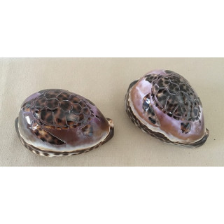 Tortue Gravée Tigris 9.5cm lot de 6