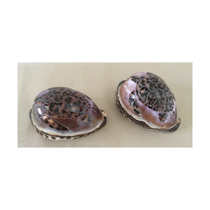 Engraved Turtle Tigris 9.5cm lot of 6