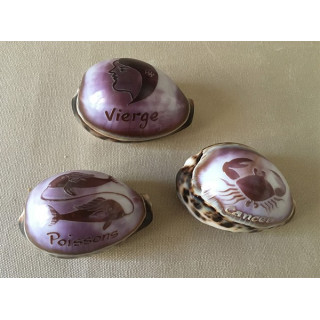 Cypraea Engraved Zodiac 7/8cm lot of 48