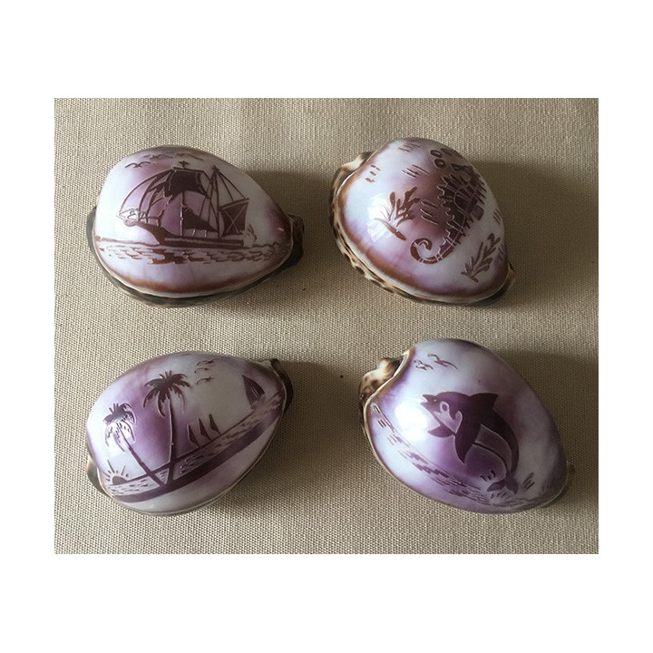 Cypraea Engraved Miscellaneous Decorations by 25