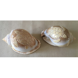 Tortue Gravée Phallium 10cm lot de 12