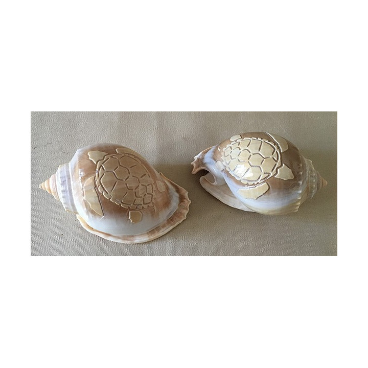 Tortue Gravée Phallium 10cm lot de 12