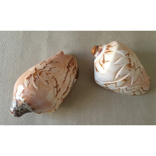 Cymbiola Nobilis Gravé Dauphin / Palmier 9/11cm lot de 12