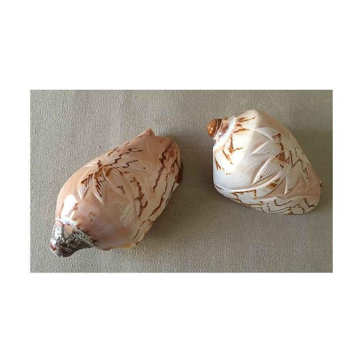 Cymbiola Nobilis Gravé Dauphin / Palmier 9/11cm lot de 12