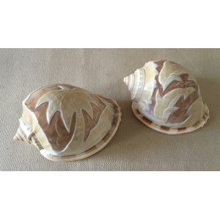 Engraved cassis glaucum Dolphin / Palm lot of 25