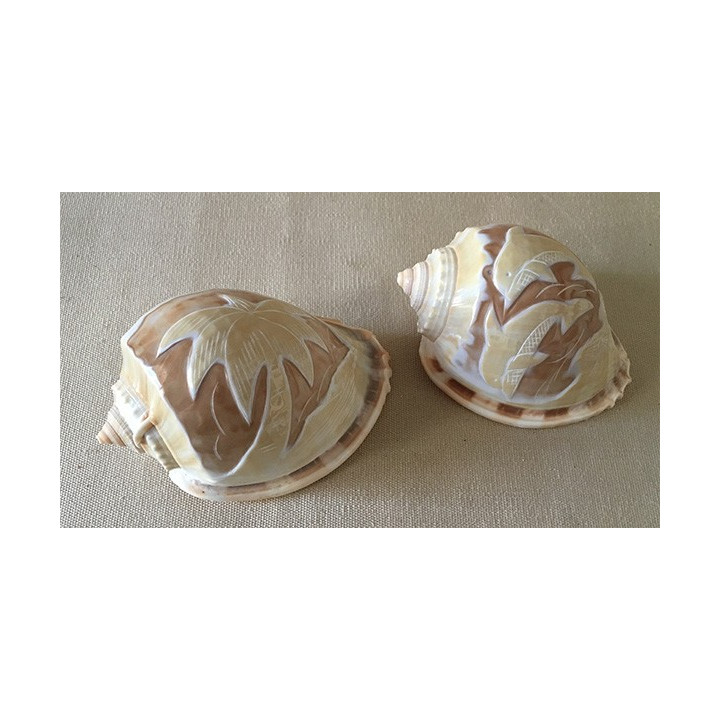 Engraved cassis glaucum Dolphin / Palm lot of 25