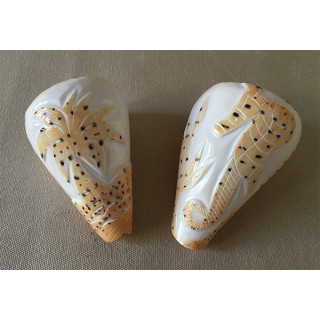 Conus Betilinus Gravés Assortis lot de 25