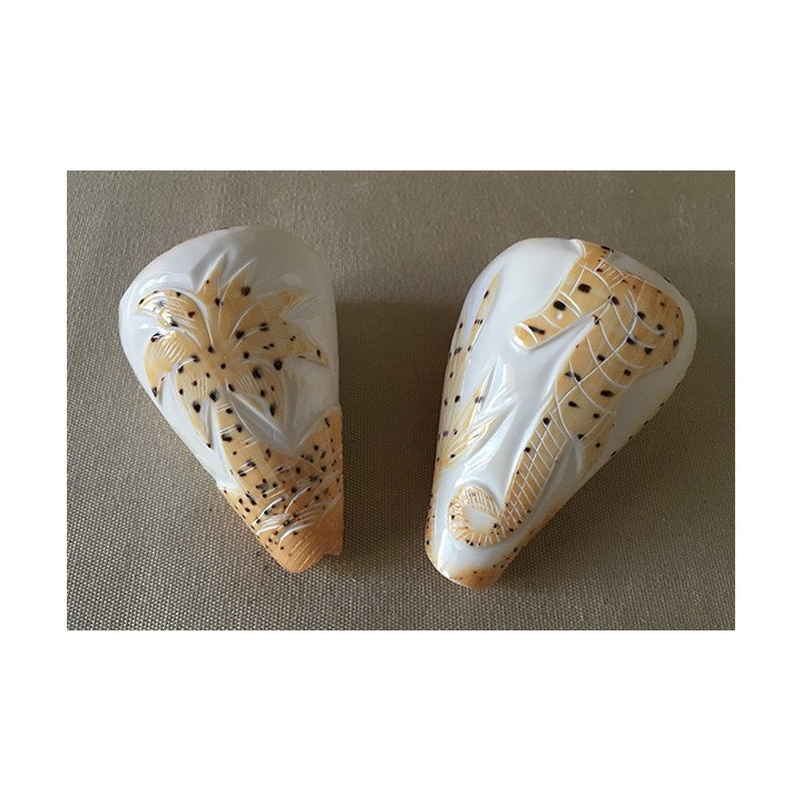 Conus Betilinus Gravés Assortis lot de 25