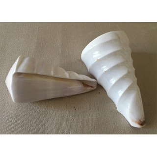 White sculpted Conus Distans 10/11cm lot of 12